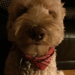 mastergerwe is swapping clothes online from 