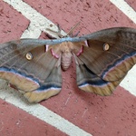 caldari is swapping clothes online from 