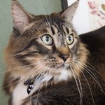 hebeshebewebe is swapping clothes online from 