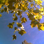 scout is swapping clothes online from 