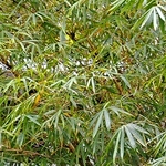 tina22 is swapping clothes online from 