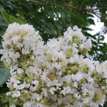 drica is swapping clothes online from 