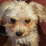 genstaggs is swapping clothes online from 