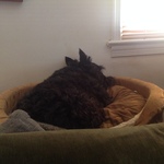 simi is swapping clothes online from 