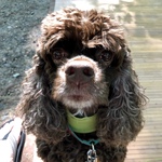 andreaflwi is swapping clothes online from MADISON, WI