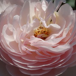 dilarm is swapping clothes online from CHESAPEAKE, VA