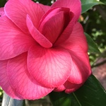 newclothes2018 is swapping clothes online from 