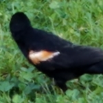 vic is swapping clothes online from 