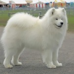 katanakahlan is swapping clothes online from 