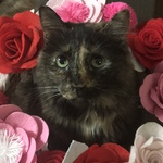 usagirabbit is swapping clothes online from 