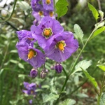 jendoe is swapping clothes online from CHICO, CA