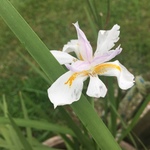 cajuncowgirl is swapping clothes online from 