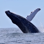 cinder1952 is swapping clothes online from 