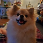 meg is swapping clothes online from 