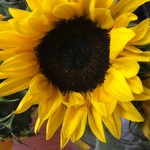 girasol2019 is swapping clothes online from 