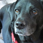 banjo is swapping clothes online from 