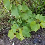 clay is swapping clothes online from GARY, IN