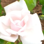 exscot is swapping clothes online from 