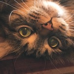 reginagoodman is swapping clothes online from 