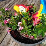 Ashley C Baroch is swapping clothes online from 