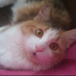 Joan F Reitzel is swapping clothes online from 