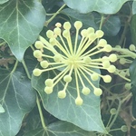 gigimarcel is swapping clothes online from JORDAN, AR