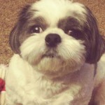 royalgirl is swapping clothes online from 