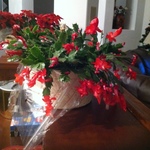 pineyglade is swapping clothes online from 