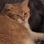 toddster is swapping clothes online from 