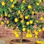 northernbloom is swapping clothes online from 