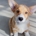 huangzhidi5 is swapping clothes online from 