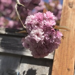 elizabethzenk is swapping clothes online from 