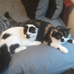 wolflover is swapping clothes online from 