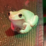 saphirac is swapping clothes online from 