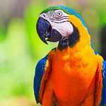 best_parakeet_food is swapping clothes online from 