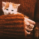 bela120 is swapping clothes online from 