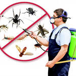 pestcontrolku is swapping clothes online from 
