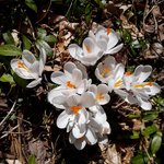 waushakum is swapping clothes online from 