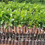 caymitthai is swapping clothes online from 