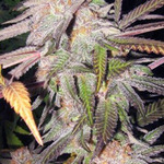 Marijuana Clones Salem Oregon is swapping clothes online from 