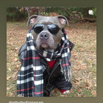 4pawmom is swapping clothes online from 