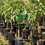 caysauriengri6 is swapping clothes online from 