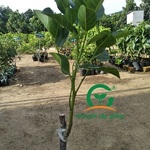 caymitruotdo is swapping clothes online from 