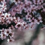 parijatamahakaya is swapping clothes online from 