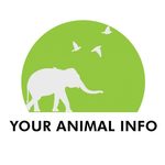 can_cows_swim is swapping clothes online from 