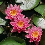 elisa86 is swapping clothes online from 