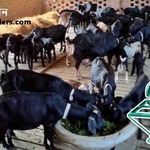 refow68437 is swapping clothes online from 