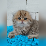 MeoWoof Kittens & Puppies is swapping clothes online from WOOD DALE, IL