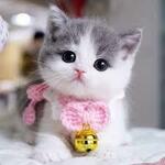 irajnasir is swapping clothes online from 