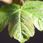 martinolivers is swapping clothes online from 